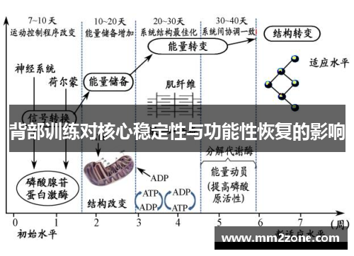 背部训练对核心稳定性与功能性恢复的影响